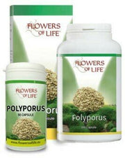 Polyporus 100 capsule