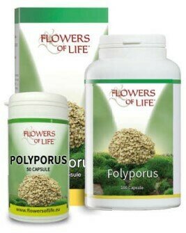 Polyporus 100 capsule