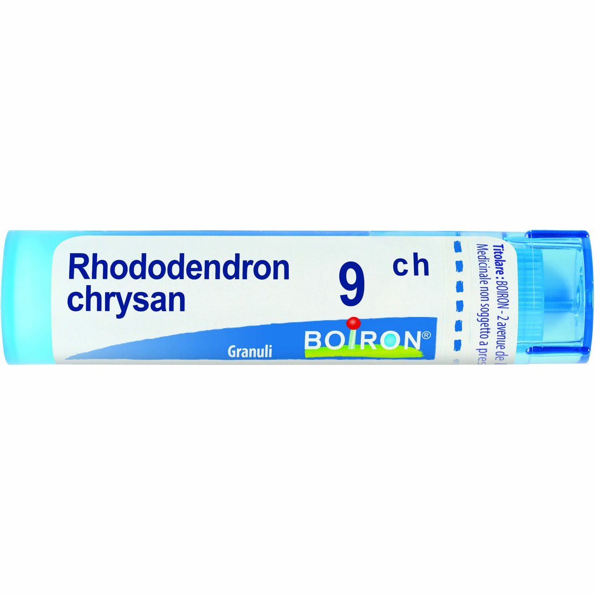 Rhododendron chrysan 9ch gr