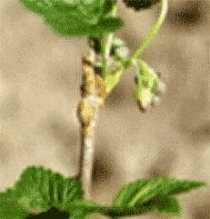 Ribes ne s iglic 50ml