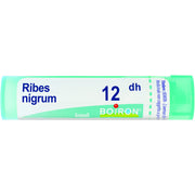 Ribes nigrum 12dh gr