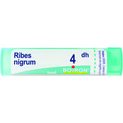 Ribes nigrum 4dh gr