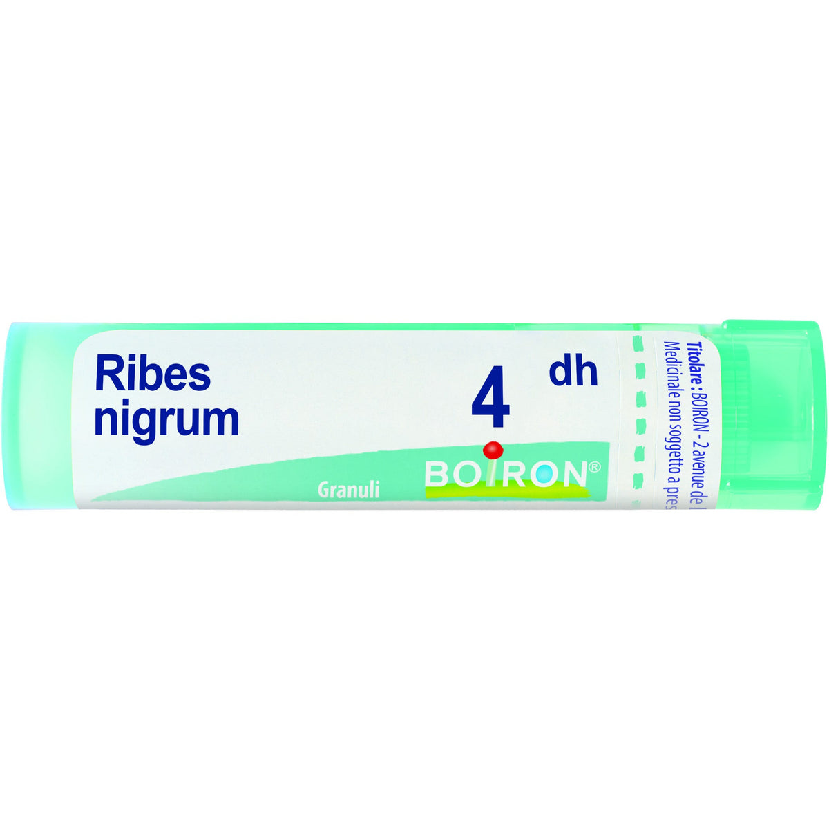 Ribes nigrum 4dh gr