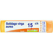 Solidago virga aurea 15ch gr