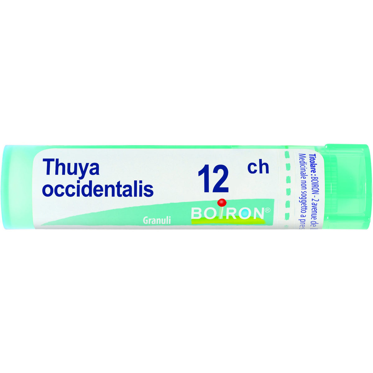 Thuya occ 12ch gr
