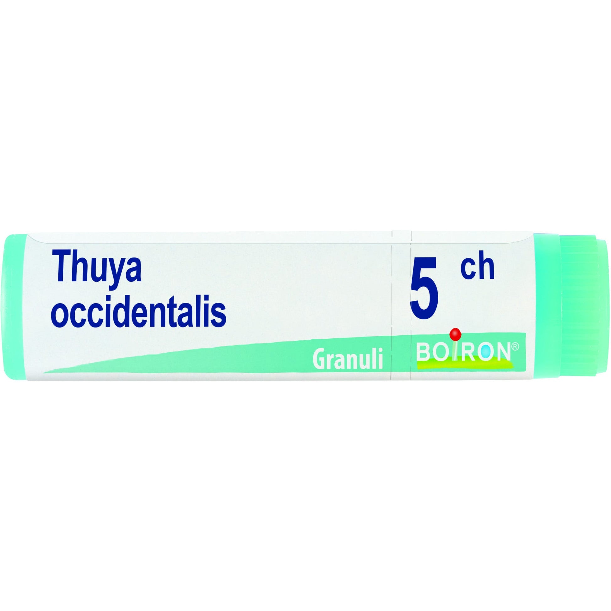 Thuya occ 5ch gl