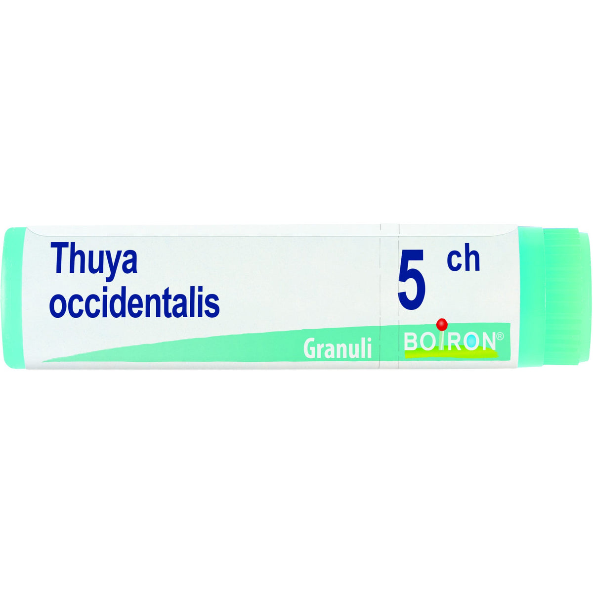 Thuya occ 5ch gl