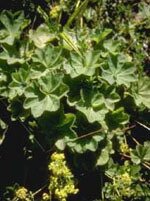 Tsa alchemilla vulgaris 50 ml