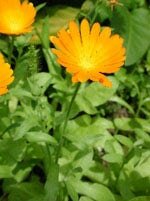 Tsa calendula officinalis 50 ml