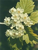 Tsa crataegus oxycanthia 50 ml