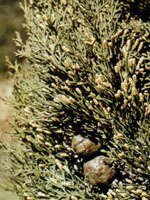 Tsa cupressus sempervirens50 ml