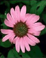 Tsa echinacea angustifolia50 ml