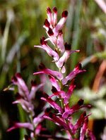 Tsa fumaria officinalis 50 ml