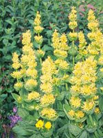 Tsa gentiana lutea 50 ml