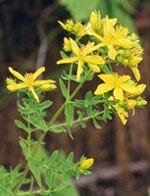 Tsa hipericum perforatum 50ml