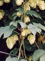 Tsa humulus lupulus 50 ml