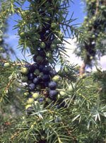 Tsa juniperus communis 50 ml