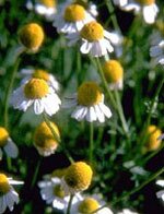Tsa matricaria chamomilla 50 ml