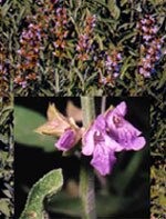 Tsa salvia officinalis 50 ml