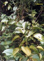 Tsa uncaria tomentosa 50 ml